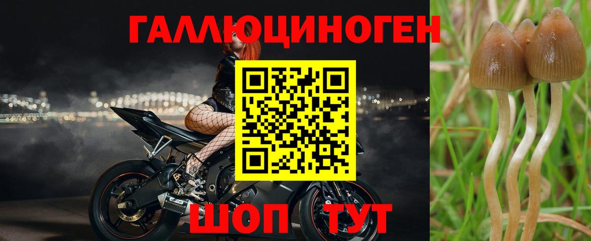 Галлюциногенные грибы Psilocybe Коркино
